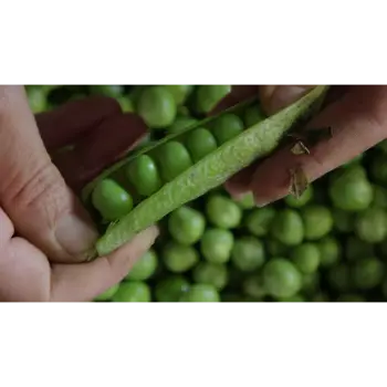 Natural Green Peas